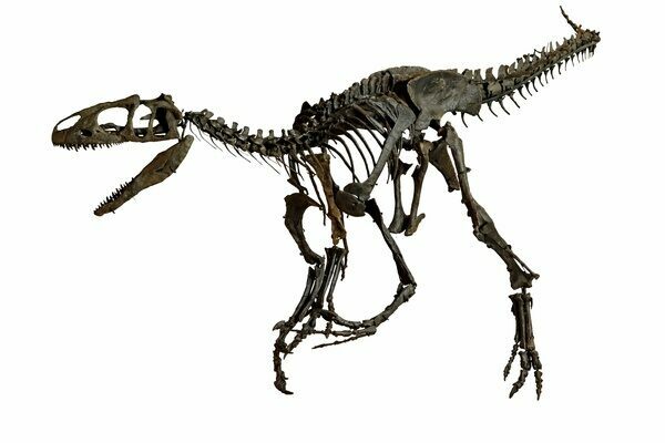 A juvenile Allosaurus skeleton measuring 9 feet long and with relatively longer legs than adults.